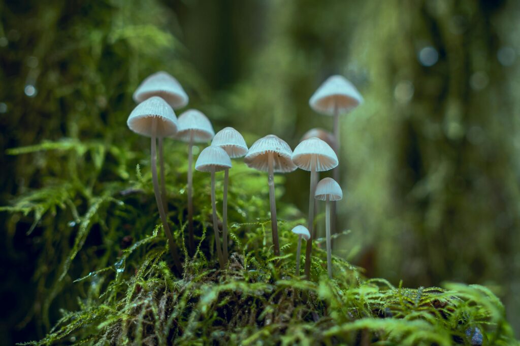 Can You Overdose on Psychedelic Mushrooms - Alt Text